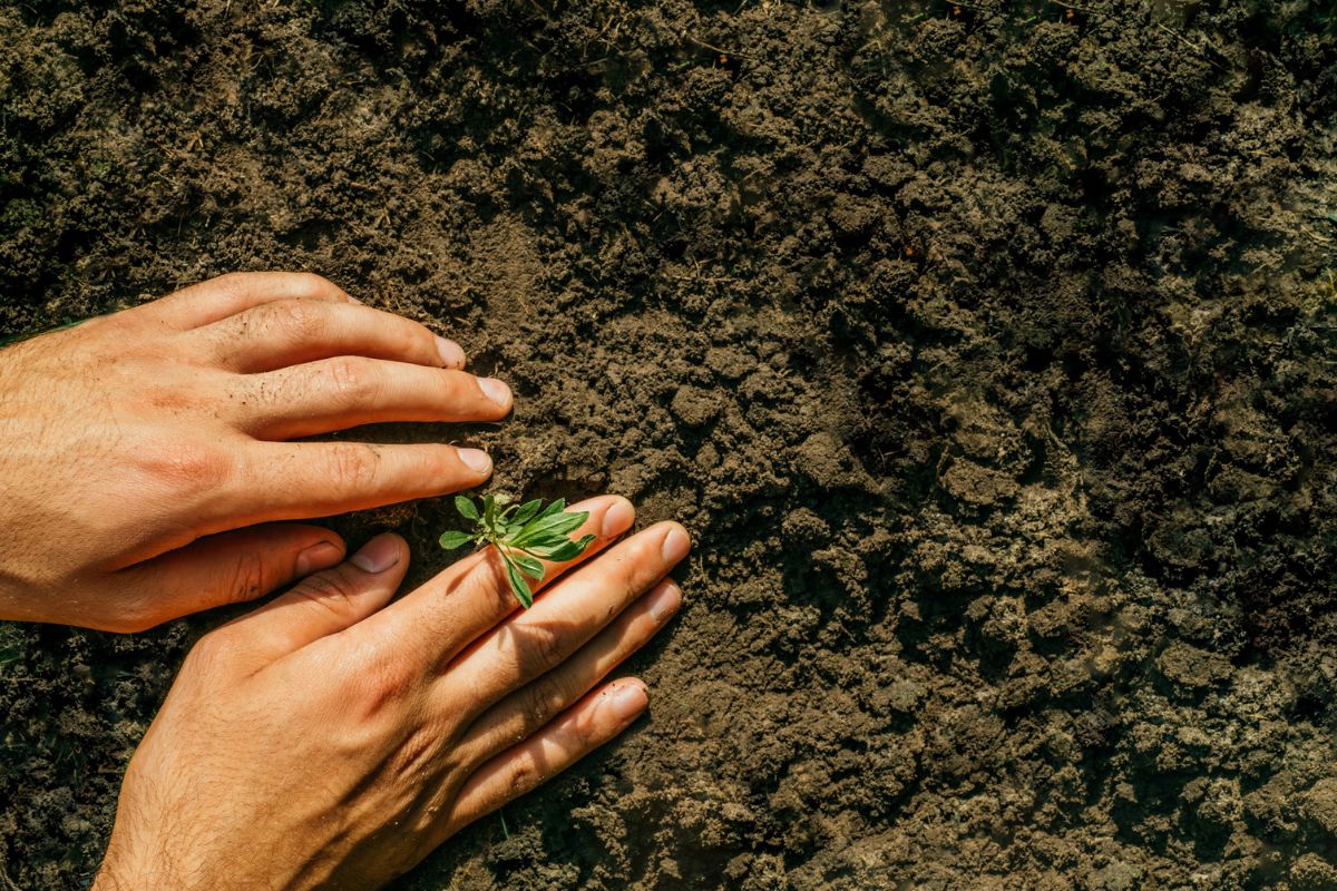 Pourquoi Le PH Du Sol Est-il Crucial Pour Vos Plantes ? » Guide Travaux