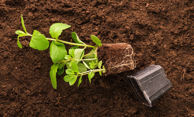 Réglage de la densité du terreau au rempotage : crucial pour l&rsquo;air