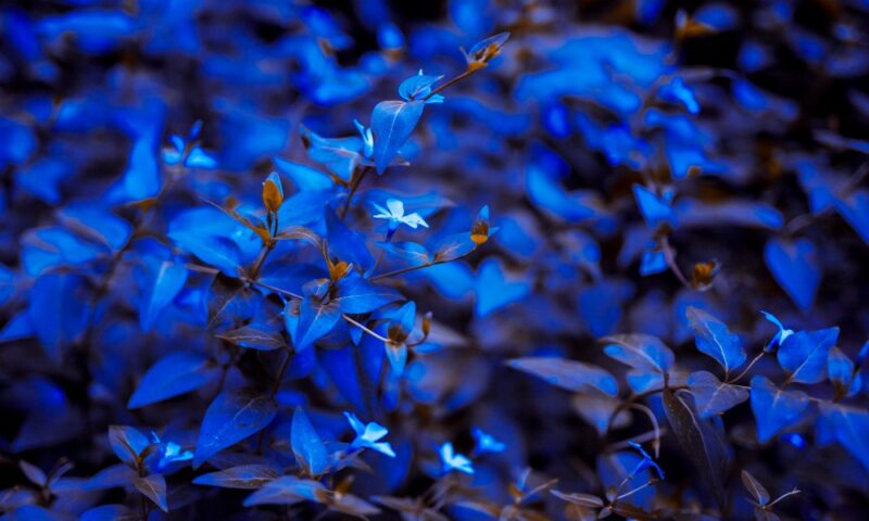 Massif de fleurs bleues: du bleu Klein au pastel pour un jardin monochrome