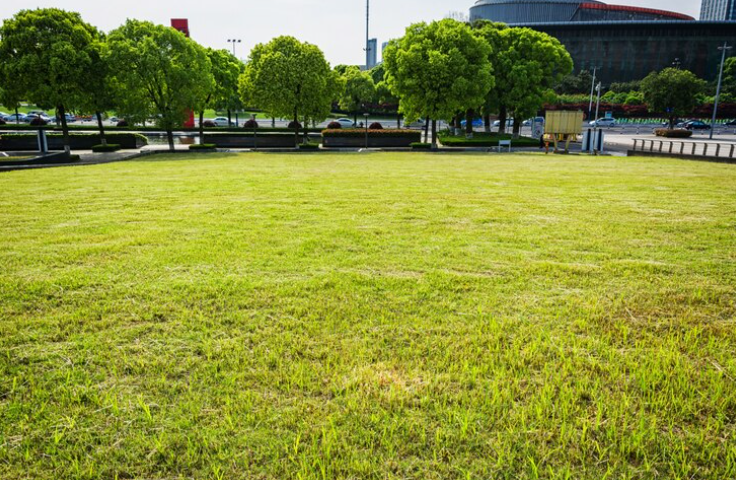 Les maladies de la pelouse: comment reconnaître et traiter la rouille, le fil rouge…