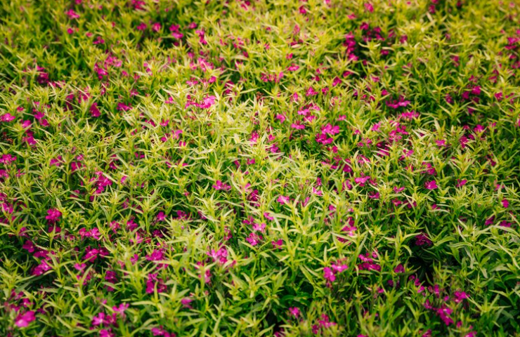 Massif de fleurs sans entretien : le rêve devient réalité avec ces plantes vivaces