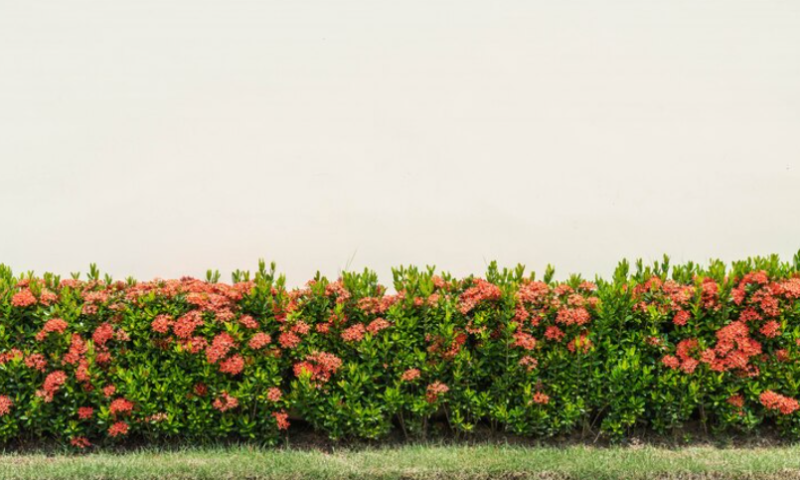 Un massif de fleurs pour exposition plein sud: les variétés qui aiment le soleil