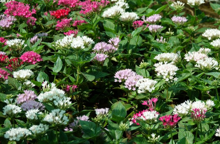 Créer un massif de fleurs qui fleurit toute l&rsquo;année: mission impossible?