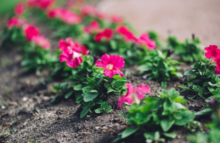 Comment créer un massif de fleurs sur gravier pour un jardin sec et design