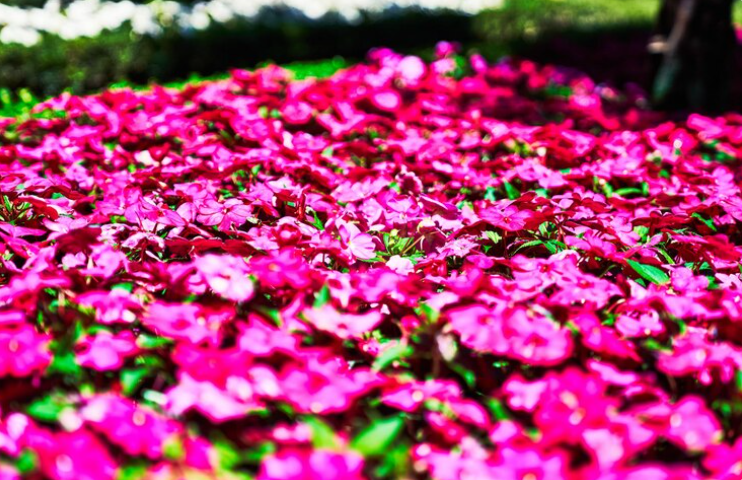 Paillage et arrosage: les gestes clés pour un massif de fleurs en pleine santé