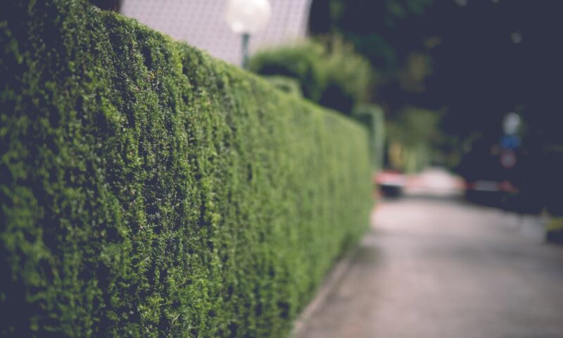 Cèdres à haies : quelle variété choisir pour créer une clôture végétale durable ?