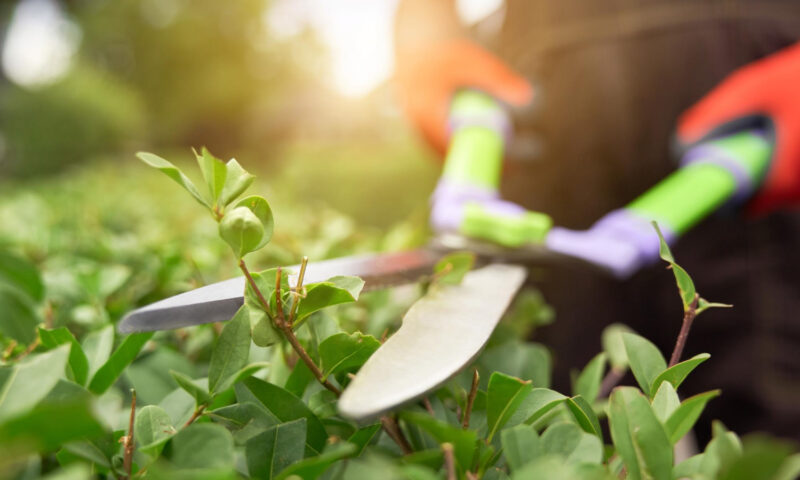 Cisaille à haie ou cisaille à gazon : quel modèle pour chaque usage au jardin ?