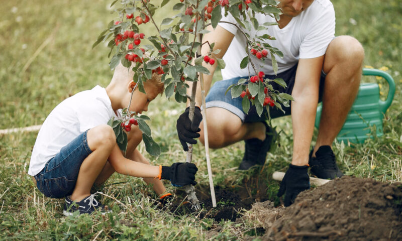 Quels soins apporter à un jeune arbre après sa plantation au jardin ?