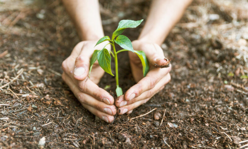 Reboisement dans son jardin : quelles essences privilégier selon la nature du sol ?
