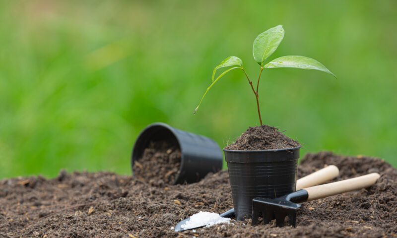 Repérer un réseau enterré existant avant de planter un arbre