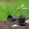 Repérer un réseau enterré existant avant de planter un arbre