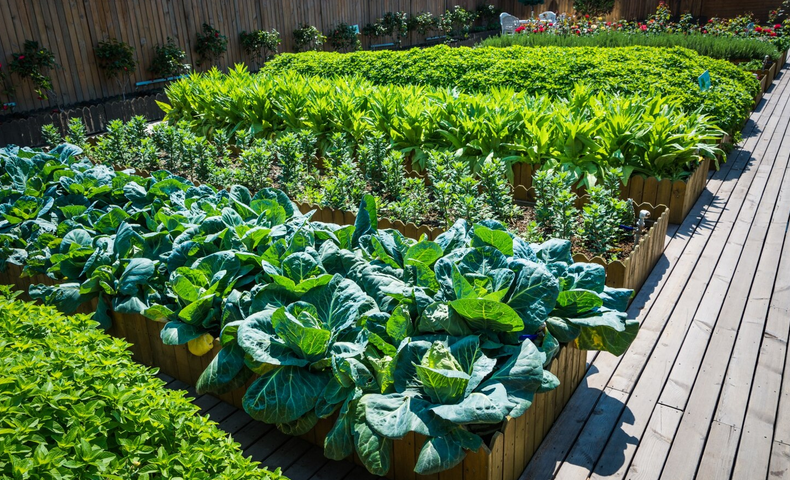 Pourquoi choisir des plants de légumes prêts à planter ?