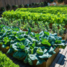 Pourquoi choisir des plants de légumes prêts à planter ?