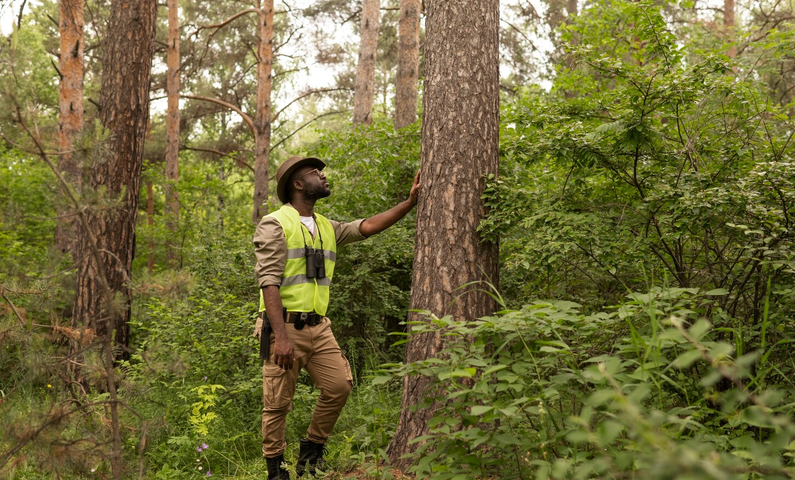 Expert forestier : rôle, services et avantages
