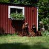Abri de jardin en métal galvanisé : le rangement minimaliste et robuste